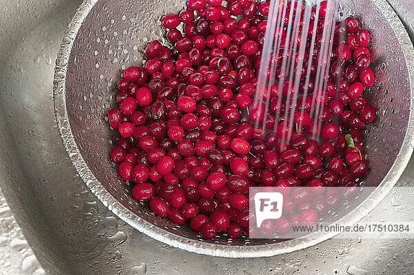 Cornelian cherries (Cornus mas) being washed in metal bowl