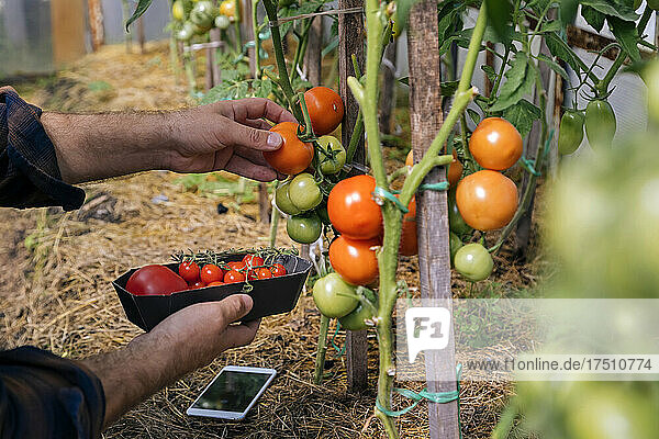 Bauer erntet mit Handy Tomaten
