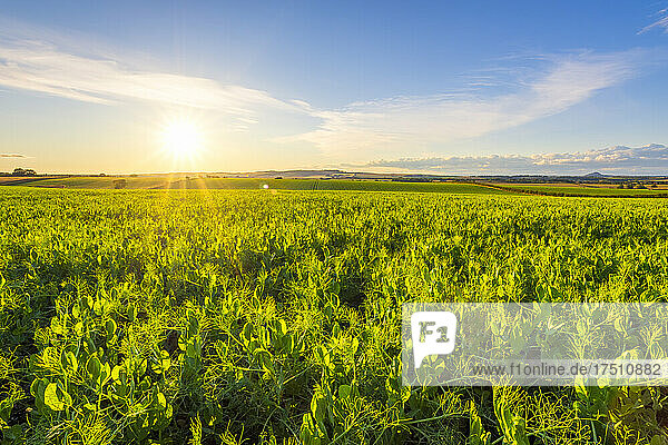 Green pea (Pisum sativum) field at summer sunset