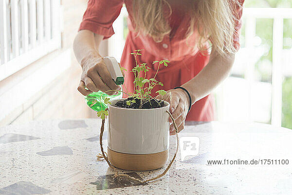 Mid adult woman watering herb's plant on table in balcony