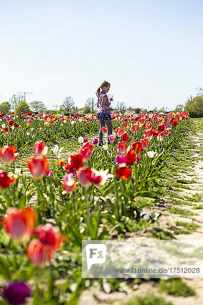 Girl standing in tulip field against clear sky during sunny day