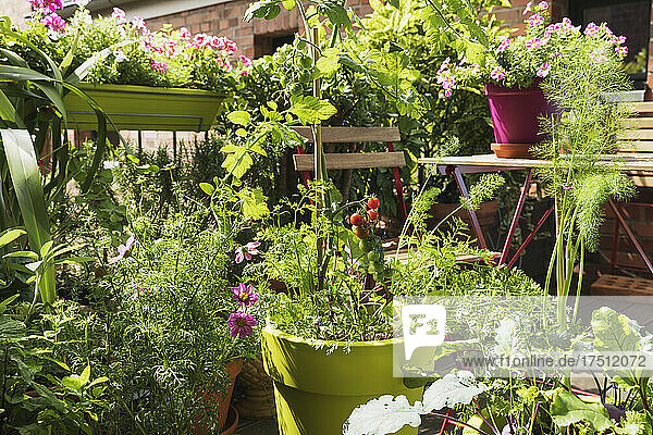 Gemüse wächst in Blumentöpfen aus recyceltem Kunststoff auf dem Balkon