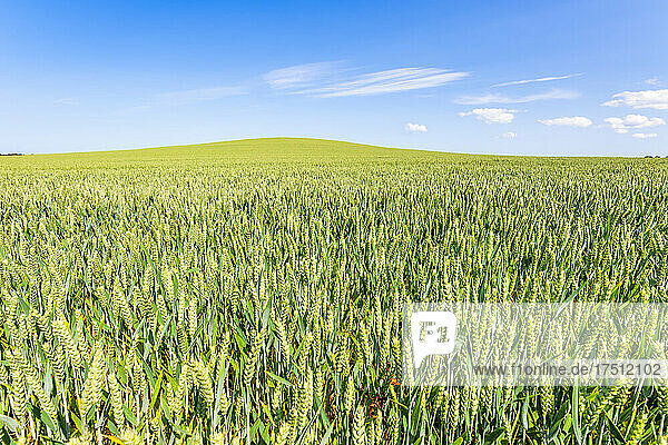 Vast green wheat field in summer