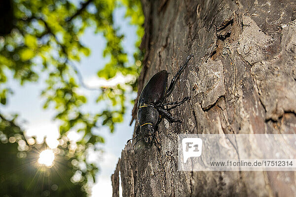 Close-up of stag beetle on tree trunk