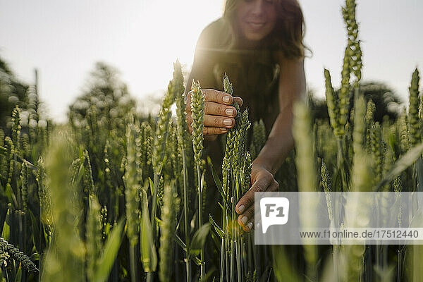 Young woman in a grain field examining ears