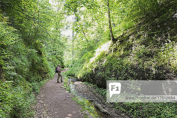 Senior male hiker standing on road amidst trees in Thuringia forest  Germany