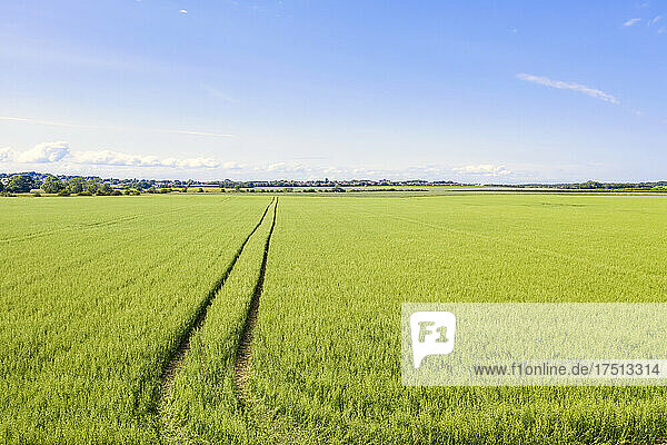 Vast green oat (Avena sativa) field in summer