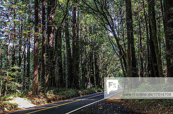 North America  USA  California  Humboldt Redwoods State Park  Avenue of the Giants