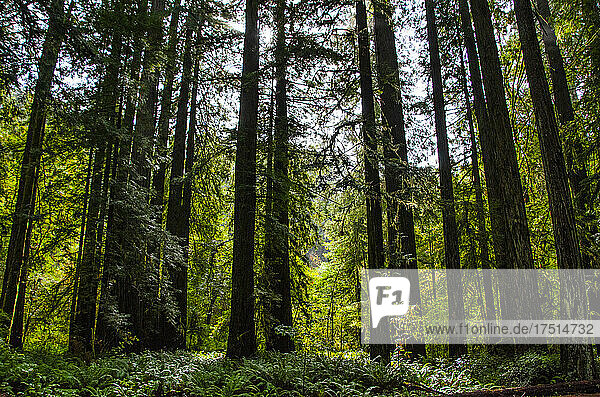 Nordamerika  USA  Kalifornien Fabans Grove Redwoods  Redwood National Park