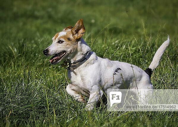 Kleiner Hund läuft auf Gras  UK