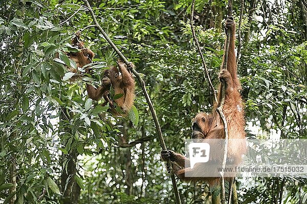 Orang-Utan-Mutter mit zwei Orang-Utan-Babys  Pongo Abelii  im Dschungel bei Bukit Lawang  Gunung Leuser Nationalpark  Nordsumatra  Indonesien  Asien