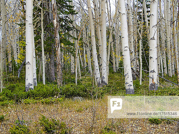 North America  USA  Utah  Flaming Gorge National Recreation Aspen tree Forest