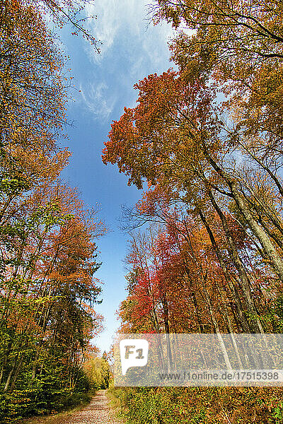 Naturlehrpfad  Herbst  Pennsylvania