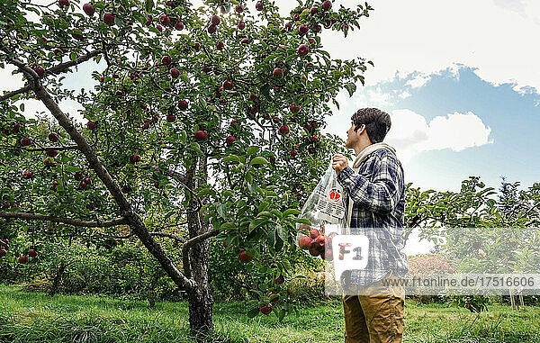 Teenage boy picking apples from a tree in an orchard on a fall day.