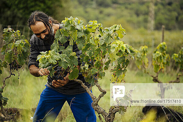 Farmer harvesting grapes in a vineyard during grape harvesting.