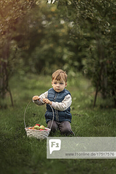 Blonde boy holding basket full of apples and sitiing on grass
