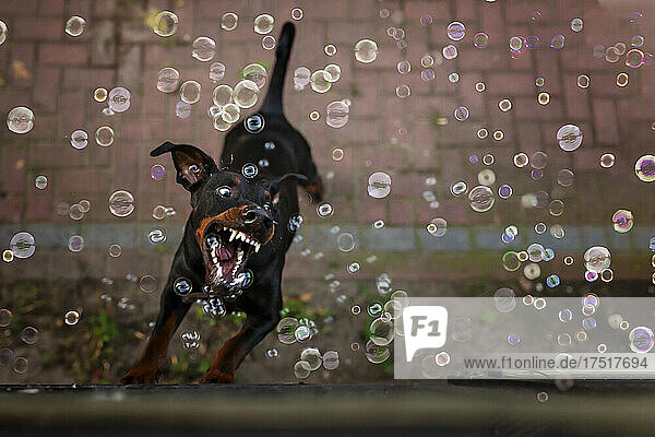Doberman pincher jumping and catching bubbles showing his teeth