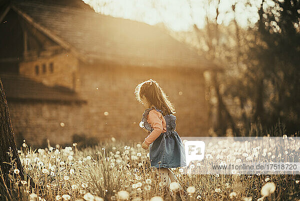 Young girl playing in a dandelion field.