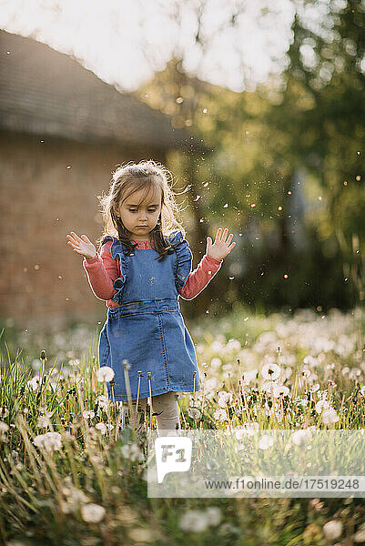 Young girl playing with dandelion blowballs.