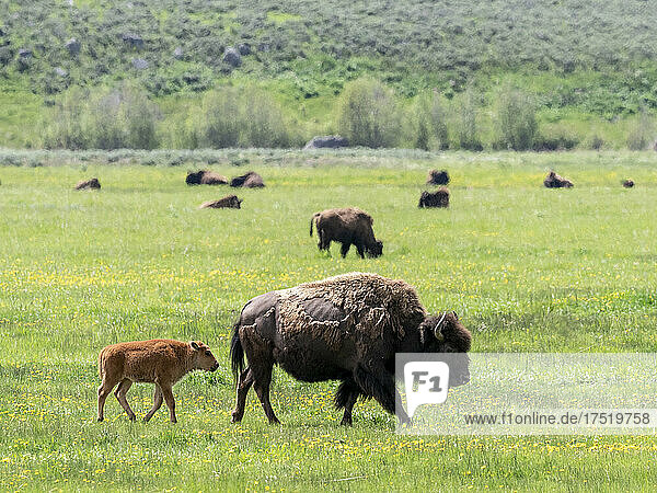 Adult bison (Bison bison) with young grazing in Lamar Valley  Yellowstone National Park  UNESCO World Heritage Site  Wyoming  United States of America  North America