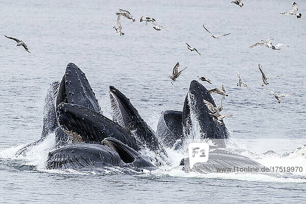 Adult humpback whales (Megaptera novaeangliae)  bubble-net feeding near Morris Reef  Southeast Alaska  United States of America  North America