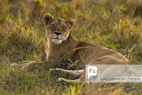 Lioness (Panthera leo) in savanna  Masai Mara National Park  Kenya  East Africa  Africa