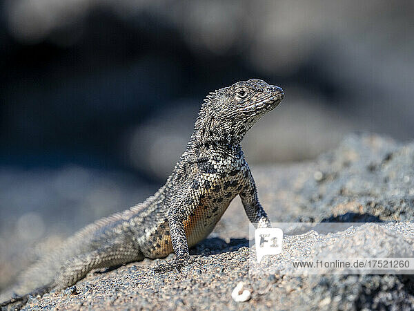 An adult Galapagos lava lizard (Microlophus albemarlensis)  North Seymour Island  Galapagos  Ecuador  South America