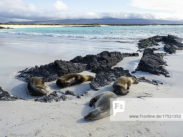 Galapagos sea lions (Zalophus wollebaeki) on the beach in Cerro Brujo  San Cristobal Island  Galapagos  Ecuador  South America