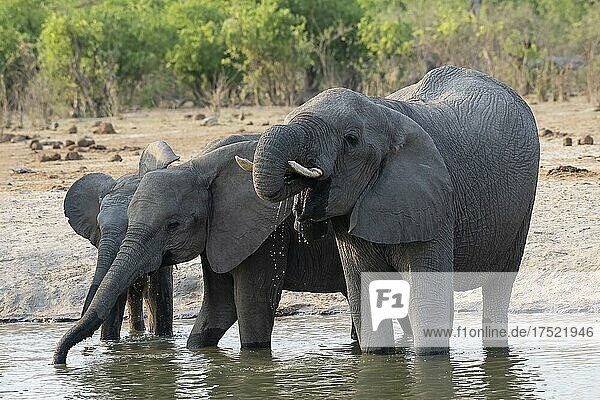 Afrikanischer Buschelefant (Loxodonta africana)  Gruppe an der Wasserstelle  Savuti  Chobe National Park  Botswana  Afrika