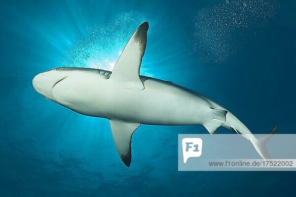 Blacktip reef shark (Carcharhinus melanopterus) swimming close under water surface  bright sun above  Pacific Ocean