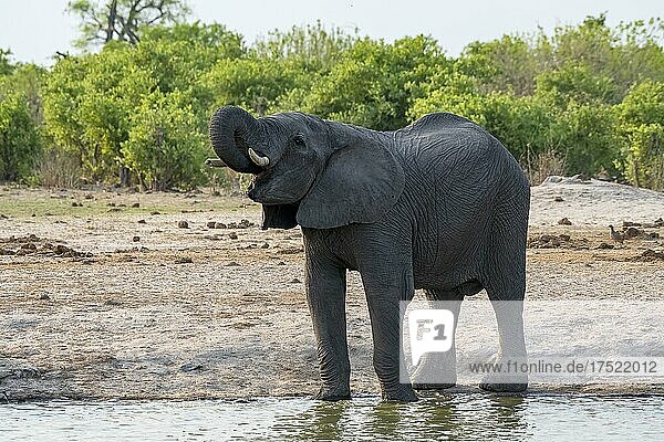 Afrikanischer Buschelefant (Loxodonta africana)  Tier an der Wasserstelle  Savuti  Chobe National Park  Botswana  Afrika