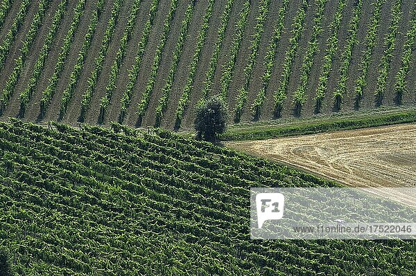 Olivenbaum in Ecke von Feld am Hang mit Weinreben  Marken  Italien  Europa