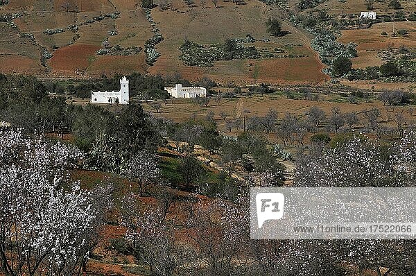 Weiße Häuser und Mandelblüte im Rifgebirge  Nordmarokko  Marokko  Afrika