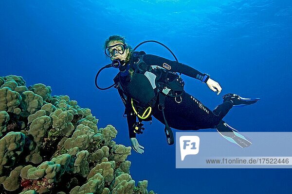 Young female scuba diver looking up swimming over dome coral (Porites nodifera) in coral reef  Red Sea  Egypt  Africa