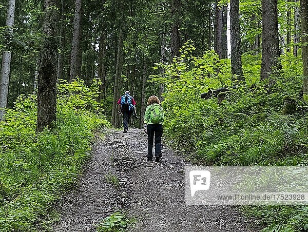 Hiker in the forest  Berchtesgaden  Bavaria  Germany  Europe