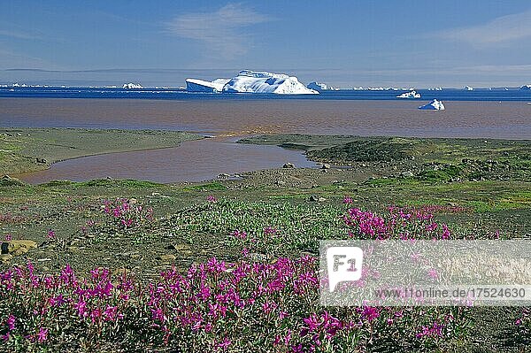 Arktische Weidenröschen  Flussdelta  weite Bucht mit Eisbergen und roten Spuren des vulkanischen Gesteins  Diskoinsel  Qeqertarsuaq  Arktis  Grönland  Dänemark  Nordamerika