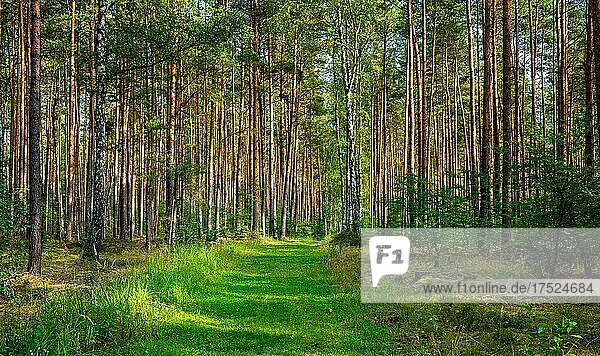 Grün bewachsener Wanderweg im Brandenburger Forst  Deutschland  Europa