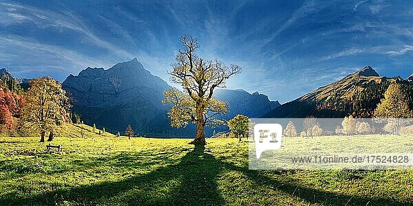 Großer Ahornboden Panorama mit herbstlich bunten knorrigen Ahornbaum bei tiefstehender Sonne unterhalb der Spritzkar und Grubenkar Karwendelgipfel  Engalm  Engtal  Karwendel  Pertisau  Hinterriß  Tirol  Österreich  Europa