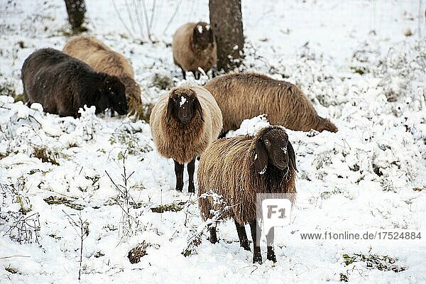 Brown mountain sheep,  winter,  snow,  Baden-Württemberg,  Germany,  Europe