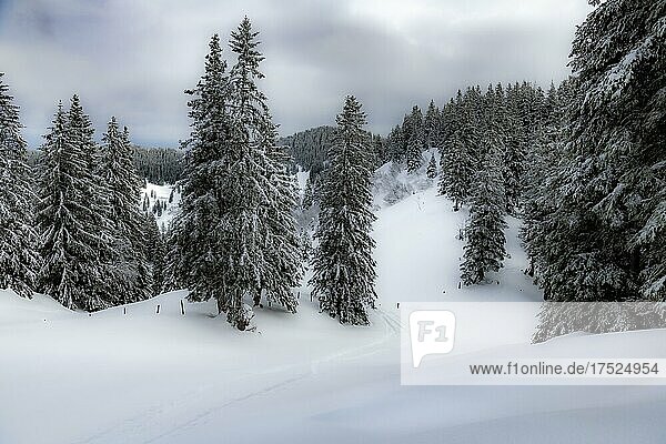 Vereinzelt stehende Bäume in winterlicher Berglandschaft  Gunzesried  Oberallgäu  Bayern  Deutschland  Europa