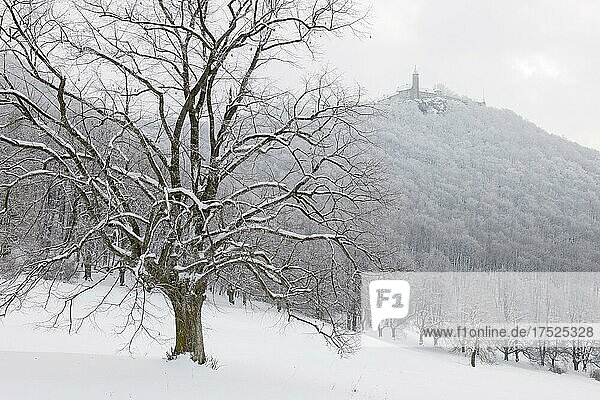 Sommerlinde (Tilia platyphyllos)  Burg Teck  Winter  Schnee  Owen  Baden-Württemberg  Deutschland  Europa