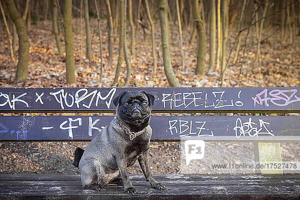 Silbergraue Mops-Hündin sitzt auf einer mit Graffity-Tags beschmierten Parkbank im Hamburger Hirschpark