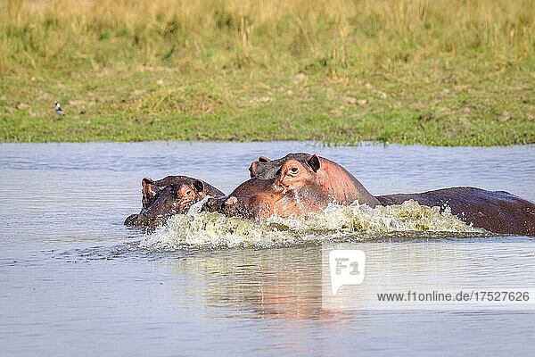 2 Flusspferde (Hippopotamus amphibius) gehen durch das Wasser  Unterer Sambesi-Nationalpark  Sambia  Afrika