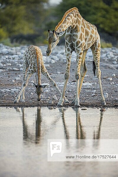 Zwei Angola-Giraffen (Giraffa camelopardalis angolensis) trinken an einem Wasserloch  Etosha National Park  Namibia  Afrika