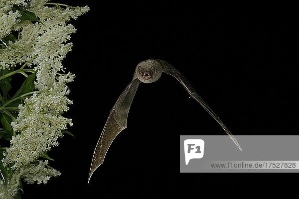 Common bent-wing bat (Miniopterus schreibersii) flies past a flowering elder (Sambucus)  Pleven  Bulgaria  Europe