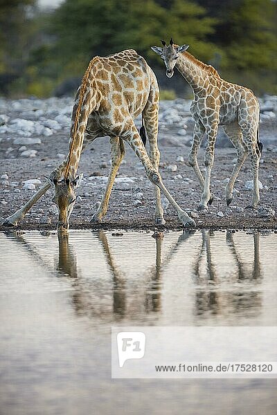 Zwei Angola-Giraffen (Giraffa camelopardalis angolensis) trinken an einem Wasserloch  Etosha National Park  Namibia  Afrika