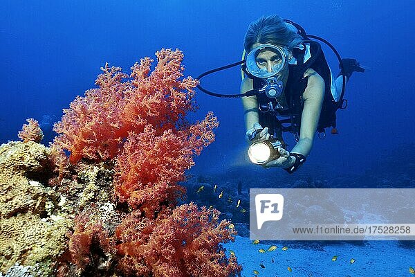 Diver sport diver in bikini in warm tropical sea looking at illuminated soft coral (Dendronephthya)  Red Sea  Sudan  Africa
