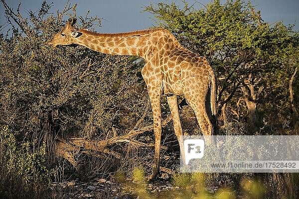 Angola-Giraffe (Giraffa camelopardalis angolensis) frisst an einem Baum  Etosha National Park  Namibia  Afrika