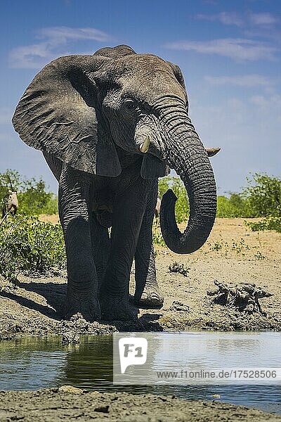 Afrikanischer Elefant (Loxodonta africana)  männliches Tier trinkt an einem Wasserloch  Etosha National Park  Namibia  Afrika