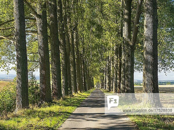 Narrow country road through avenue of poplars  near Bad Langensalza  Thuringia  Germany  Europe